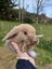 Burebred Mini Lop Rabbits Carousel 3