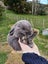 Burebred Mini Lop Rabbits Carousel 4