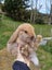 Burebred Mini Lop Rabbits Carousel 5
