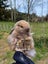 Burebred Mini Lop Rabbits Carousel 6