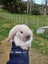 Burebred Mini Lop Rabbits Carousel 1