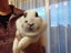 Netherland Dwarf/Mini Lop Rabbit Carousel 2