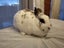Netherland Dwarf/Mini Lop Rabbit Carousel 3