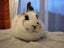 Netherland Dwarf/Mini Lop Rabbit Carousel 4