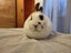 Netherland Dwarf/Mini Lop Rabbit Carousel 6