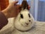 Netherland Dwarf/Mini Lop Rabbit Carousel 7