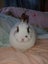 Netherland Dwarf/Mini Lop Rabbit Carousel 8