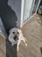 Dog to give away Carousel 1