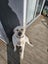Dog to give away Carousel 2