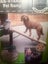 Dog Ramp Carousel 1
