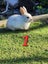 Purebred Minilop Bunnies Carousel 2