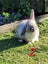 Purebred Minilop Bunnies Carousel 3