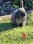 Purebred Minilop Bunnies Carousel 4