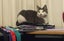 LOST CAT - BUCKLANDS BEACH, AUCKLAND Carousel 3
