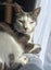 LOST CAT - BUCKLANDS BEACH, AUCKLAND Carousel 4