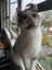 Calico Cat Carousel 4
