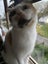 Calico Cat Carousel 5