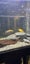240ltr complete fish tank Carousel 7