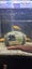 240ltr complete fish tank Carousel 8
