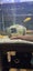 240ltr complete fish tank Carousel 10
