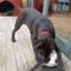 Fletch - Lab X - BOI Animal Rescue Trust Carousel 1