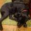 Fletch - Lab X - BOI Animal Rescue Trust Carousel 2
