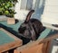 Purebred Mini Lop Rabbits Carousel 3