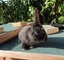 Purebred Mini Lop Rabbits Carousel 1