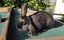 Purebred Mini Lop Rabbits Carousel 5