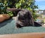Purebred Mini Lop Rabbits Carousel 2