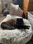 THE STREET CAT PROJECT - INDI - AVAILABLE FOR ADOPTION Carousel 1