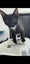 THE STREET CAT PROJECT - NITRO & SONIC - AVAILABLE FOR ADOPTION Carousel 5
