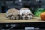 very cute Pure Bred mini Lops Carousel 1
