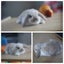very cute Pure Bred mini Lops Carousel 12