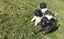 Blue Brussels Griffon puppies Carousel 1