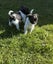 Blue Brussels Griffon puppies Carousel 3