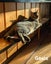 Animal Care Turangi - BUCK & GRACE Carousel 7