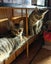 Animal Care Turangi - BUCK & GRACE Carousel 2