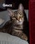 Animal Care Turangi - BUCK & GRACE Carousel 9