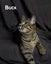 Animal Care Turangi - BUCK & GRACE Carousel 8