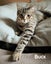 Animal Care Turangi - BUCK & GRACE Carousel 10