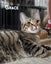 Animal Care Turangi - BUCK & GRACE Carousel 11