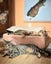 Animal Care Turangi - BUCK & GRACE Carousel 1
