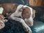Free to a Good home - Nala Carousel 1