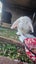 Mini Lop Bunnies Carousel 1