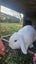 Mini Lop Bunnies Carousel 3