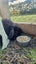 Mini Lop Bunnies Carousel 6