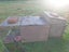 Mini Lop Bunnies Carousel 11