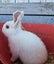Cute Rabbits Carousel 2
