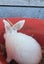 Cute Rabbits Carousel 5